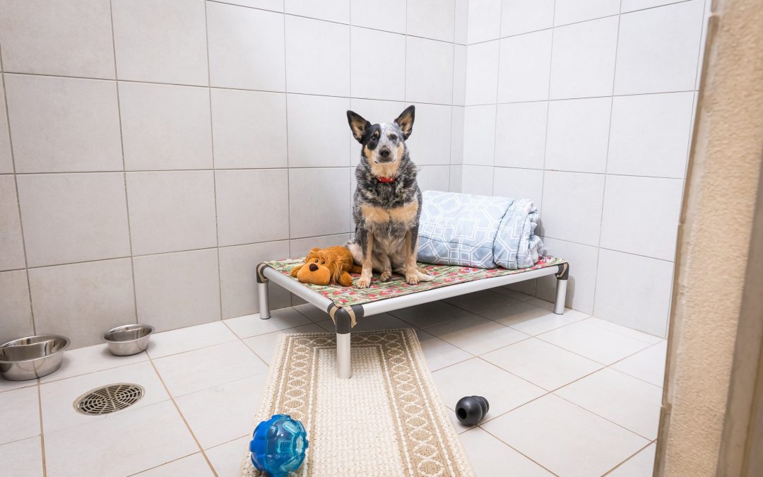 How To Find The Perfect Kennel To Board Your Pet