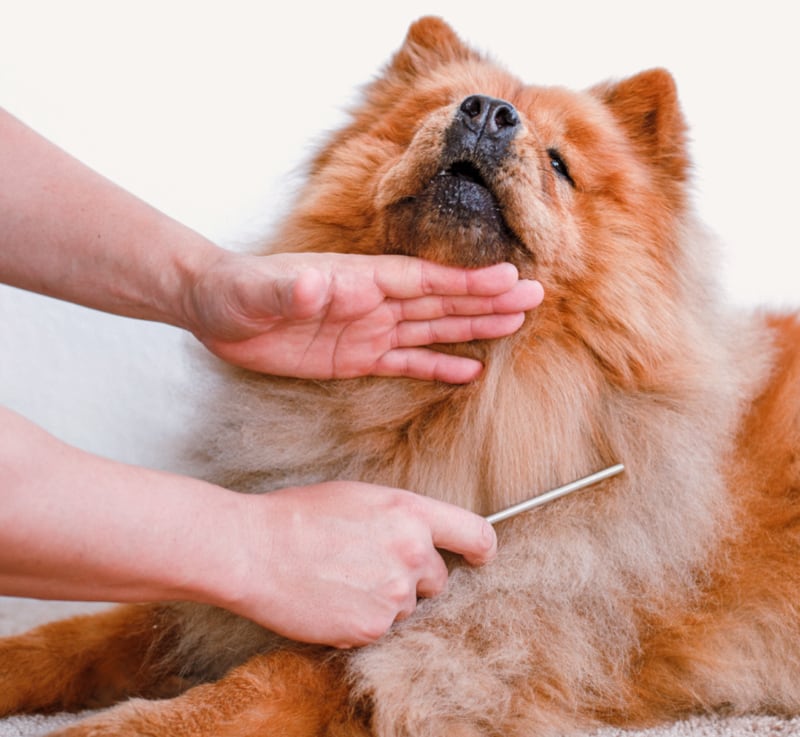 Dog Grooming