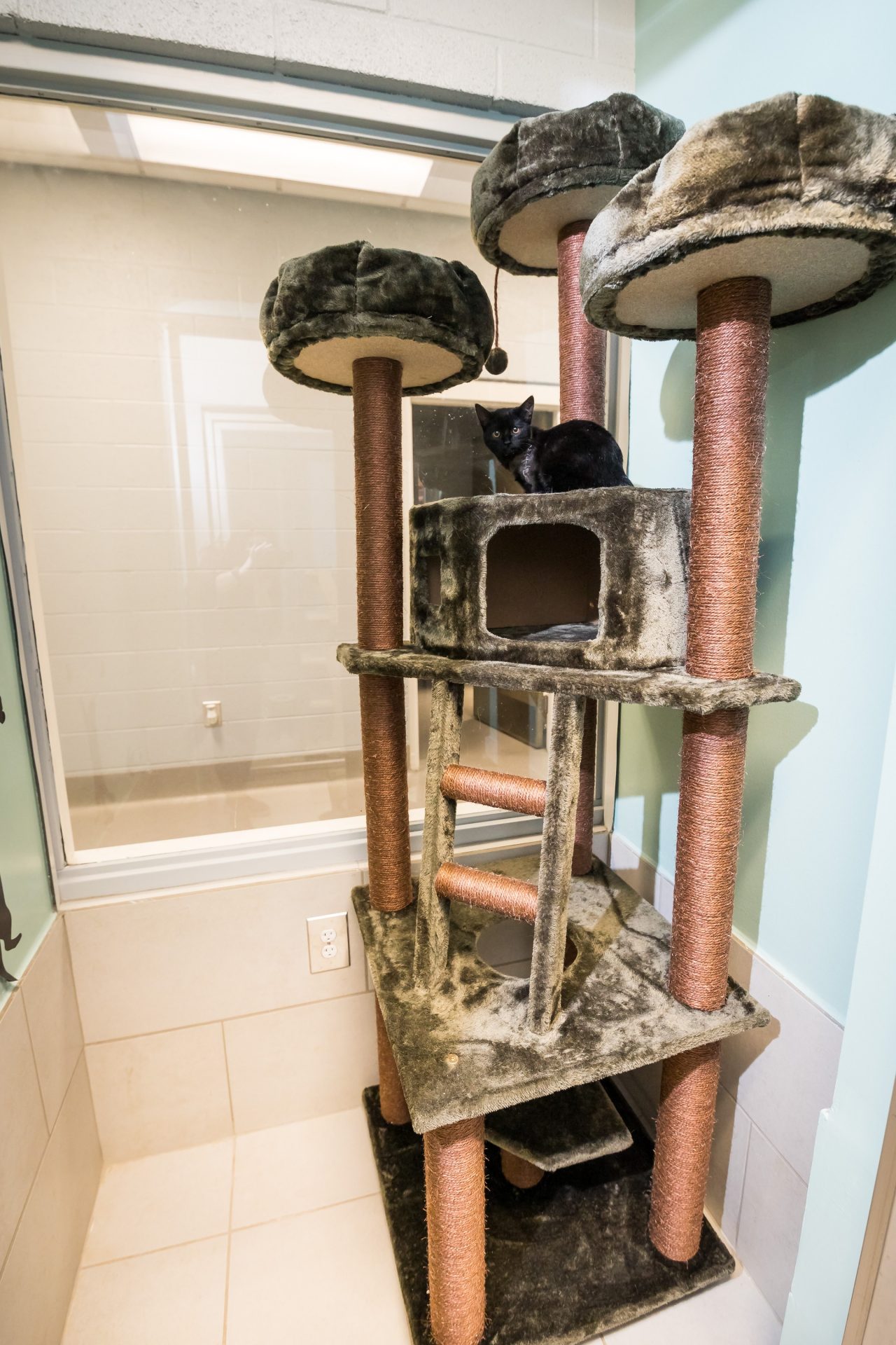 Our Luxurious Suites Cat & Dog Boarding in Madison, AL