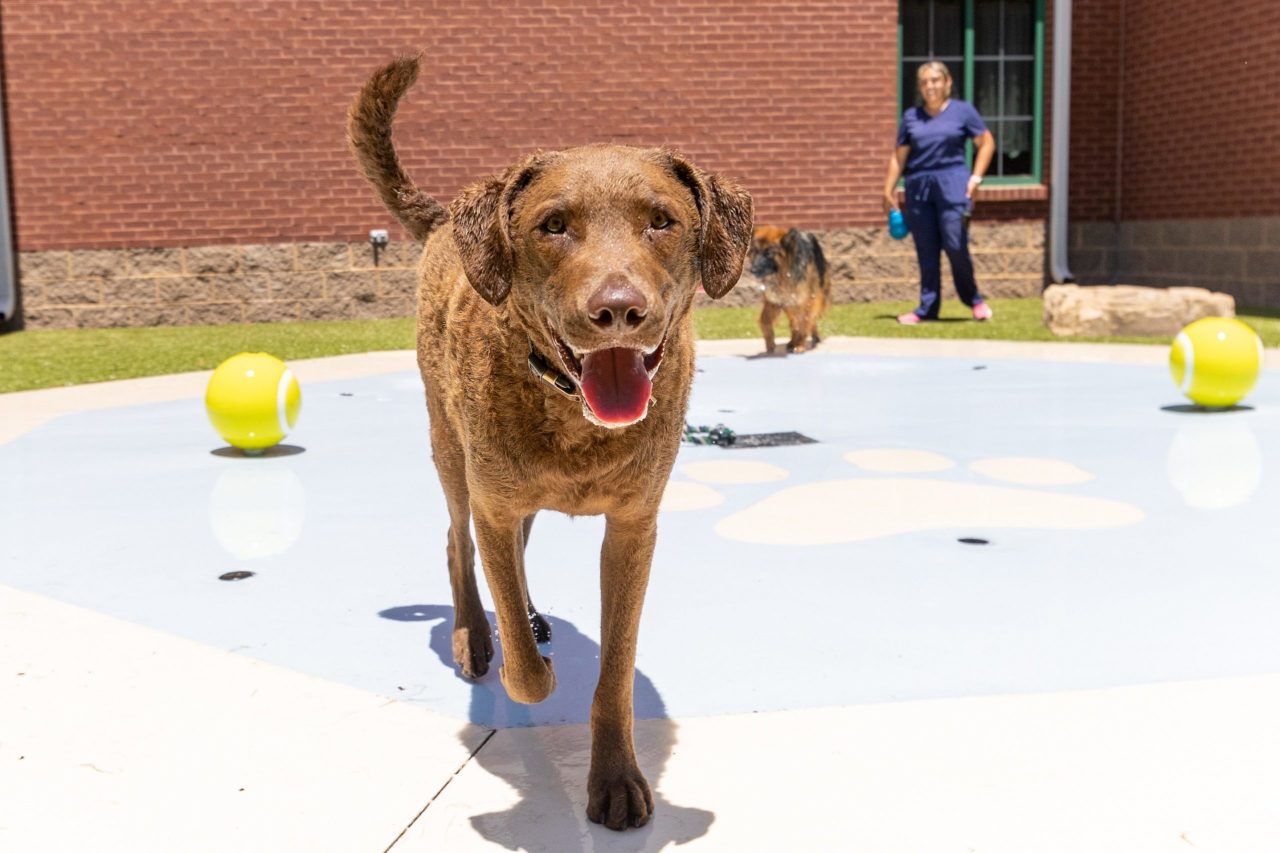 Doggy Daycare Daily Pet Care in Madison, Alabama