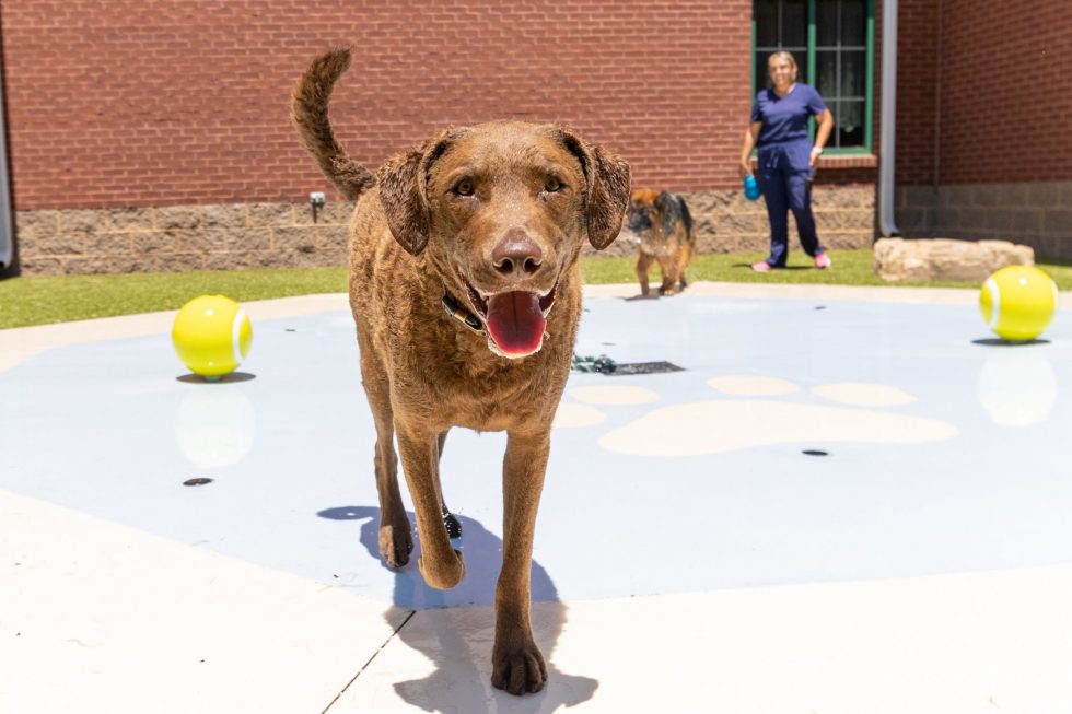 Doggy Daycare Daily Pet Care in Madison, Alabama